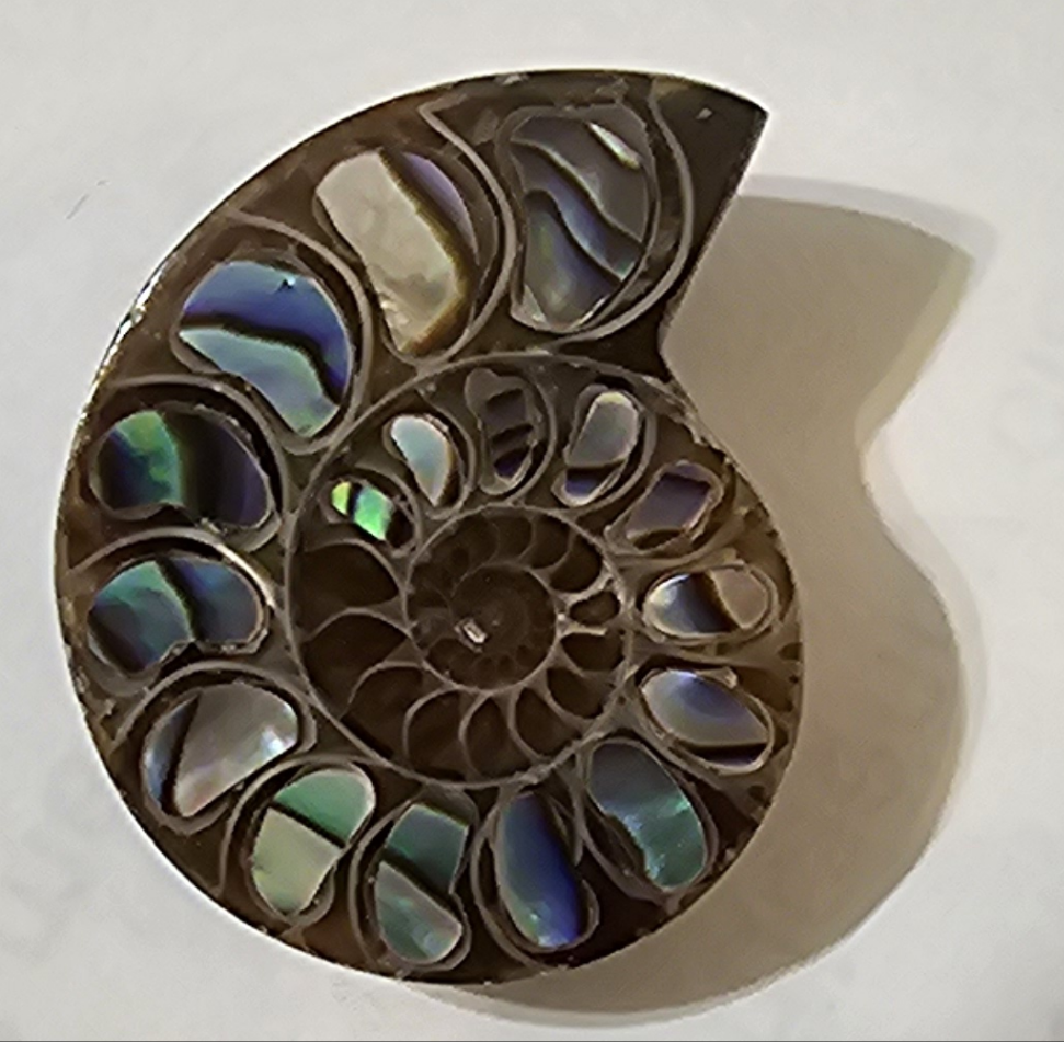 Ammonite Half with Abalone Inlay Cabochon 25mm