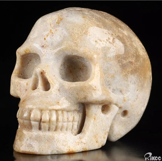 Coral Fossil 2" Skullis, Hand Carved Crystal Skull, Realistic, Crystal Healing
